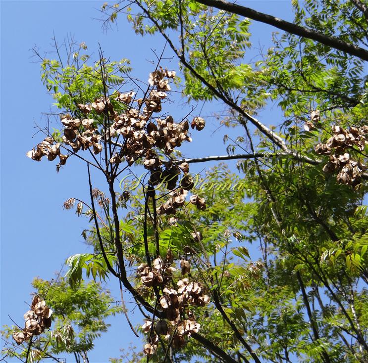  Plant bearing capsules